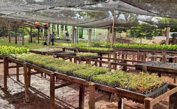 Como escolher o melhor substrato para mudas