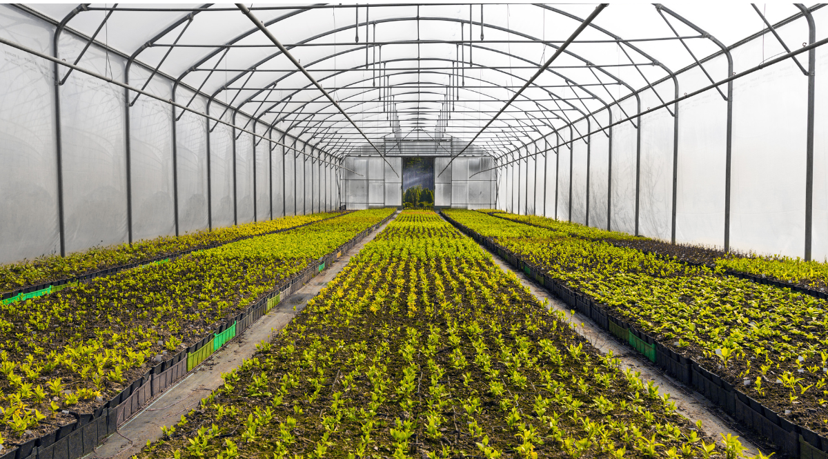 Guia completo de irrigação para viveiros