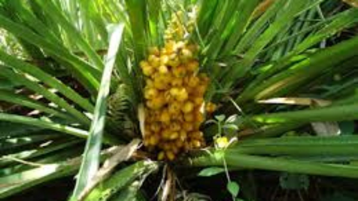 receita xarope caraguatá caseiro