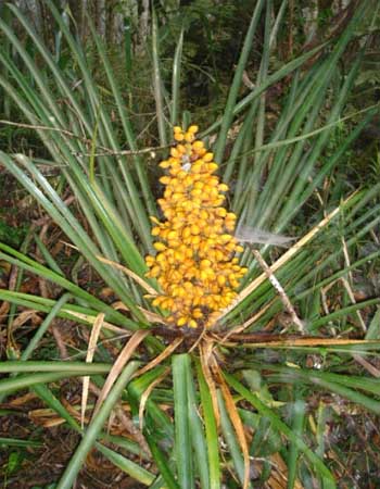 como fazer xarope de caraguatá