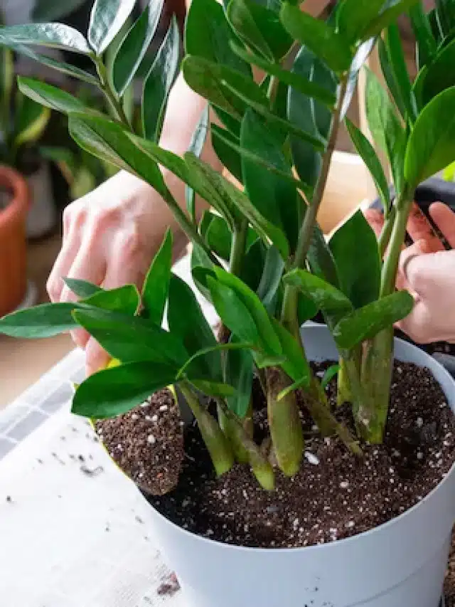 Zamioculca: Guia Completo de Iluminação para um Crescimento Exuberante