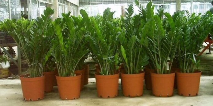 O Segredo do Substrato Perfeito para Zamioculcas Fortes e Saudáveis