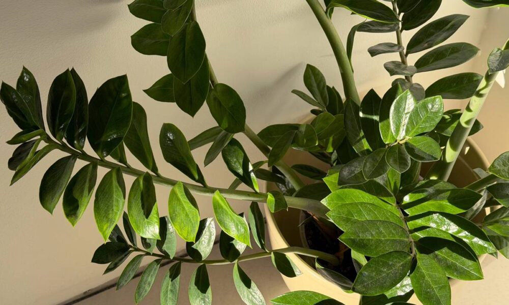 Zamioculca Não Cresce? Descubra os 5 Erros Mais Comuns e Como Evitá-los