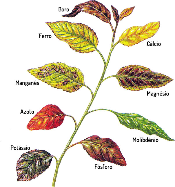 como identificar deficiência de nutrientes nas plantas