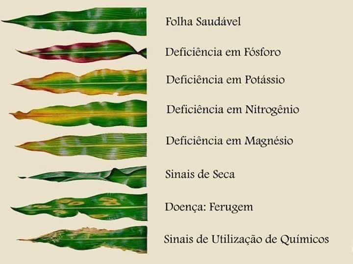 como identificar deficiência de nutrientes nas plantas