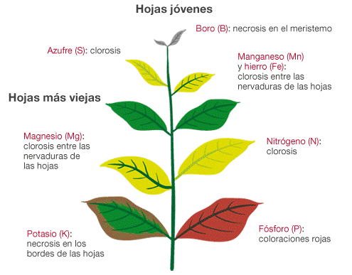 como identificar deficiência de nutrientes nas plantas