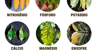 como identificar deficiência de nutrientes nas plantas