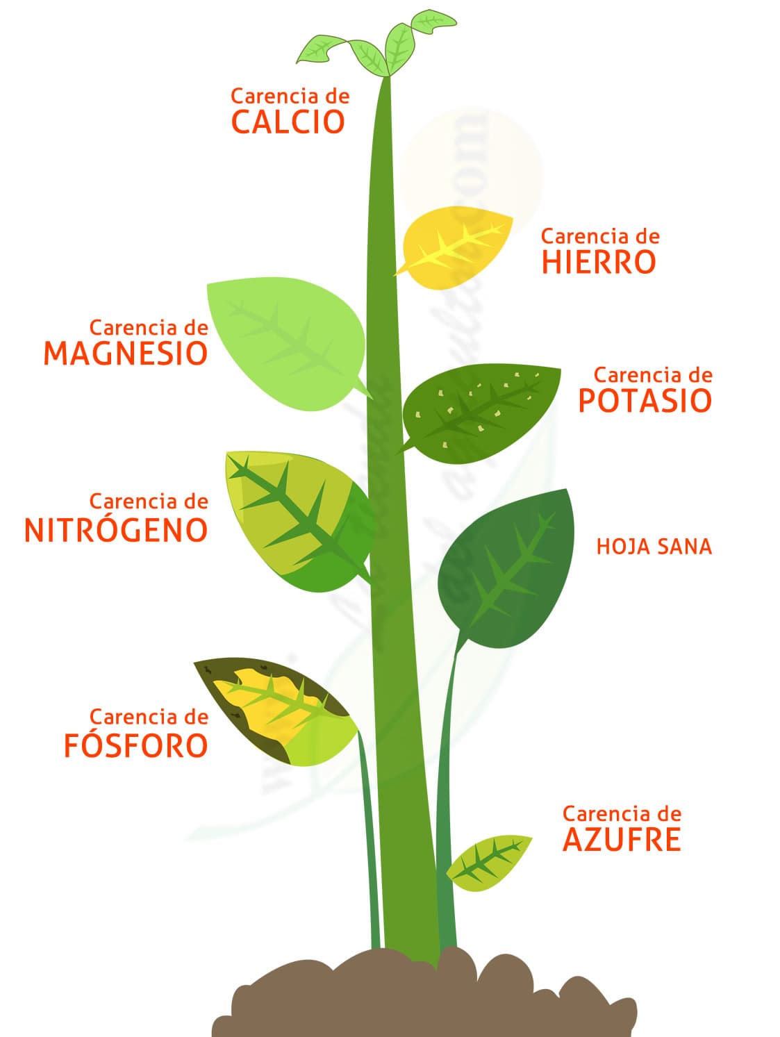 como identificar deficiência de nutrientes nas plantas