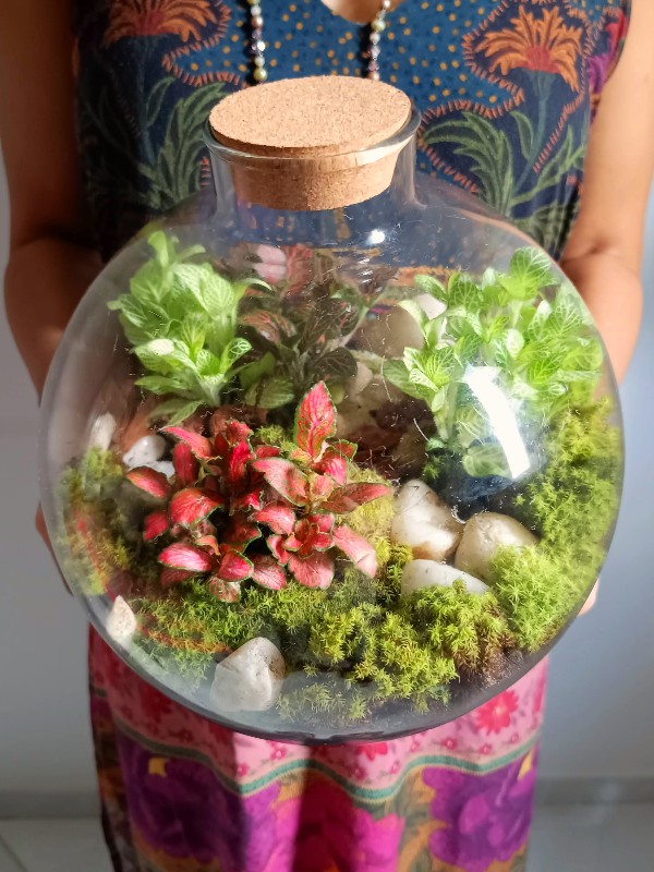 como montar um terrário fechado