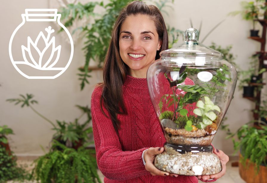 cuidados essenciais para terrário fechado