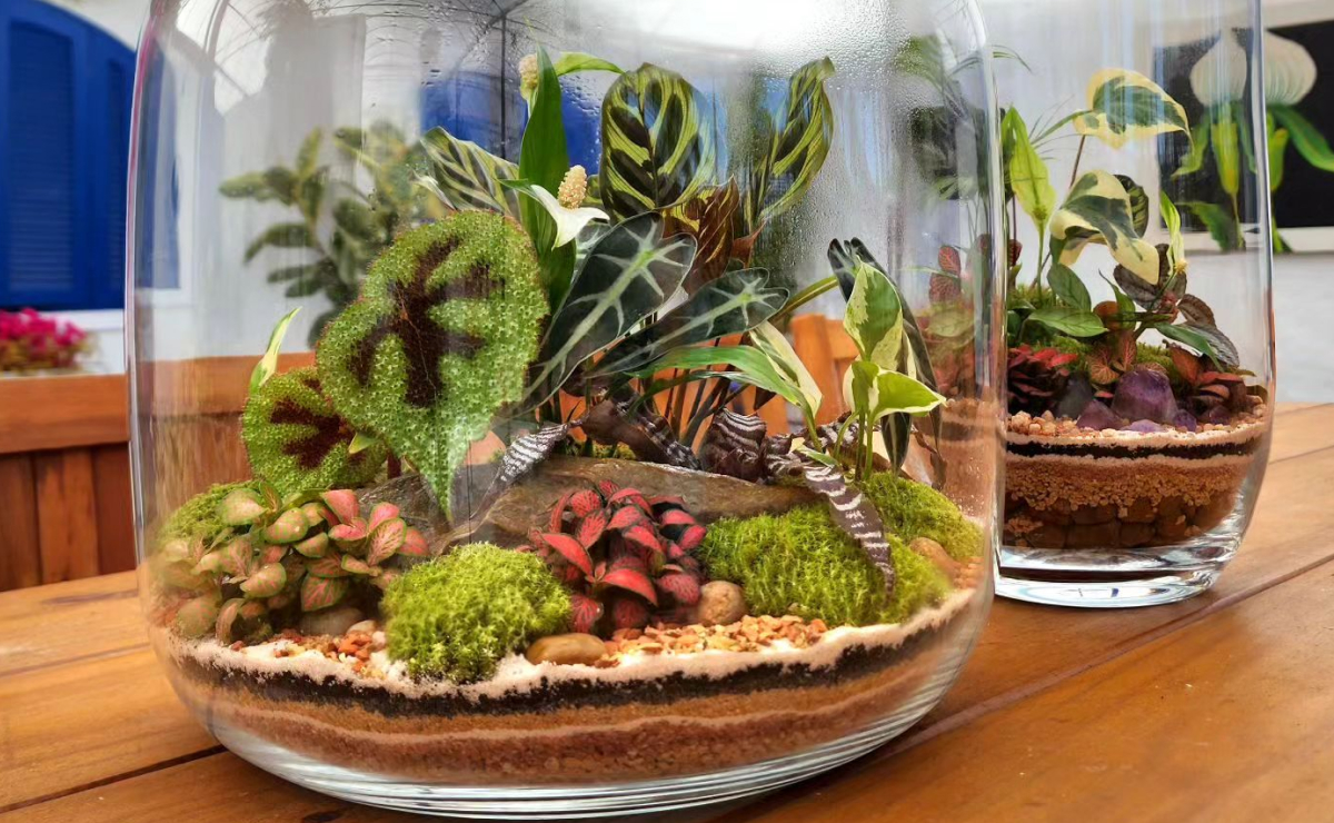 montar ecossistema autossustentável em vidro