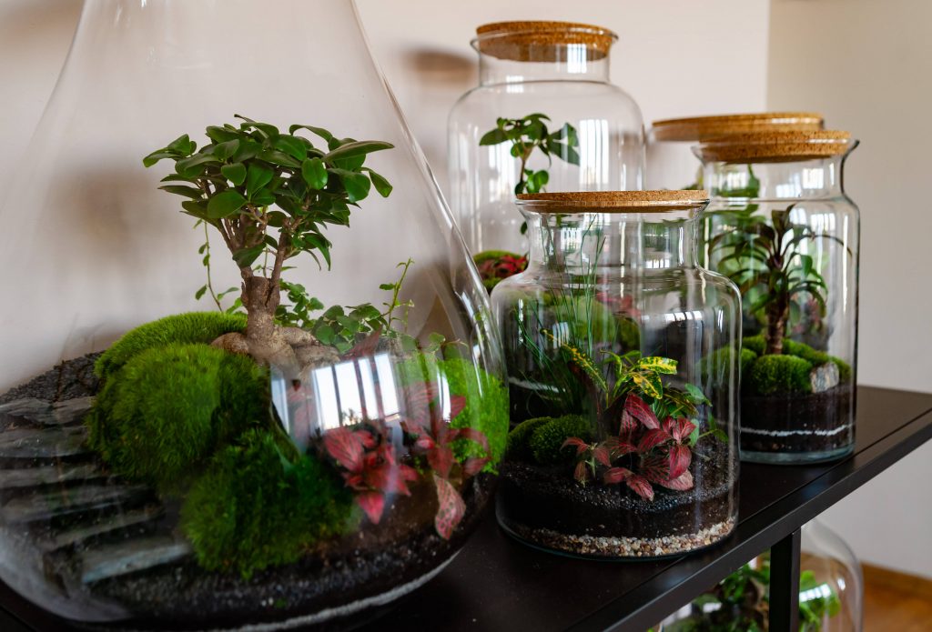 montar ecossistema autossustentável em vidro