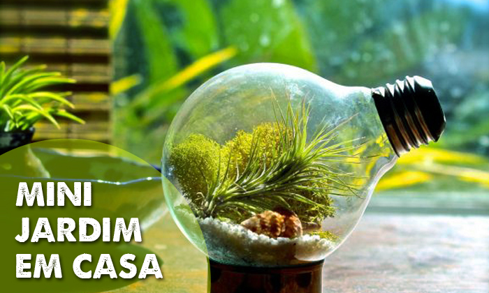 cuidados essenciais para terrário fechado