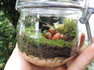 cuidados essenciais para terrário fechado