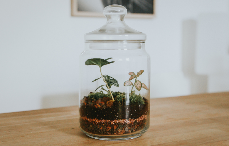 como montar um terrário fechado