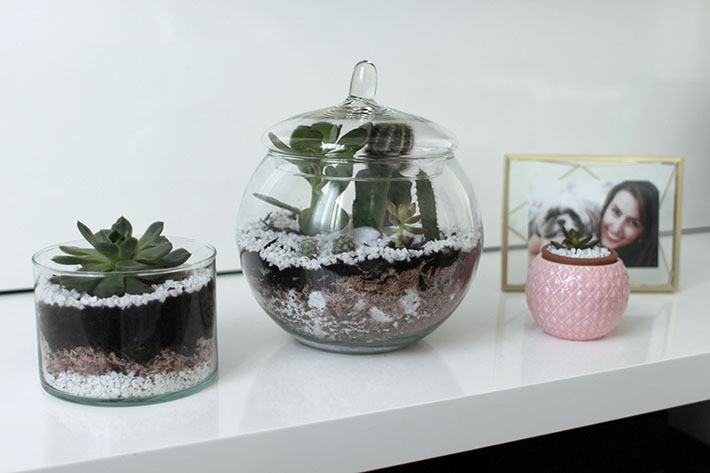 montar ecossistema autossustentável em vidro