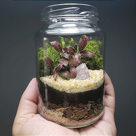 como montar um terrário fechado