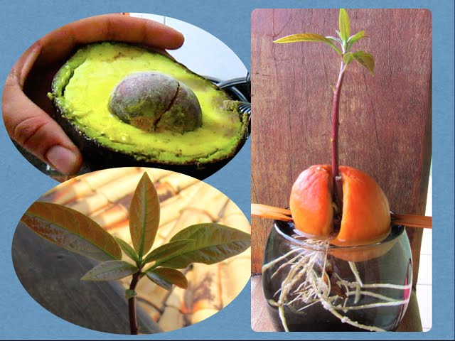 como plantar abacate a partir do caroço