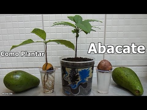 como plantar abacate a partir do caroço