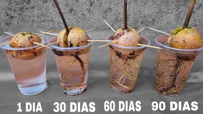 como plantar abacate a partir do caroço