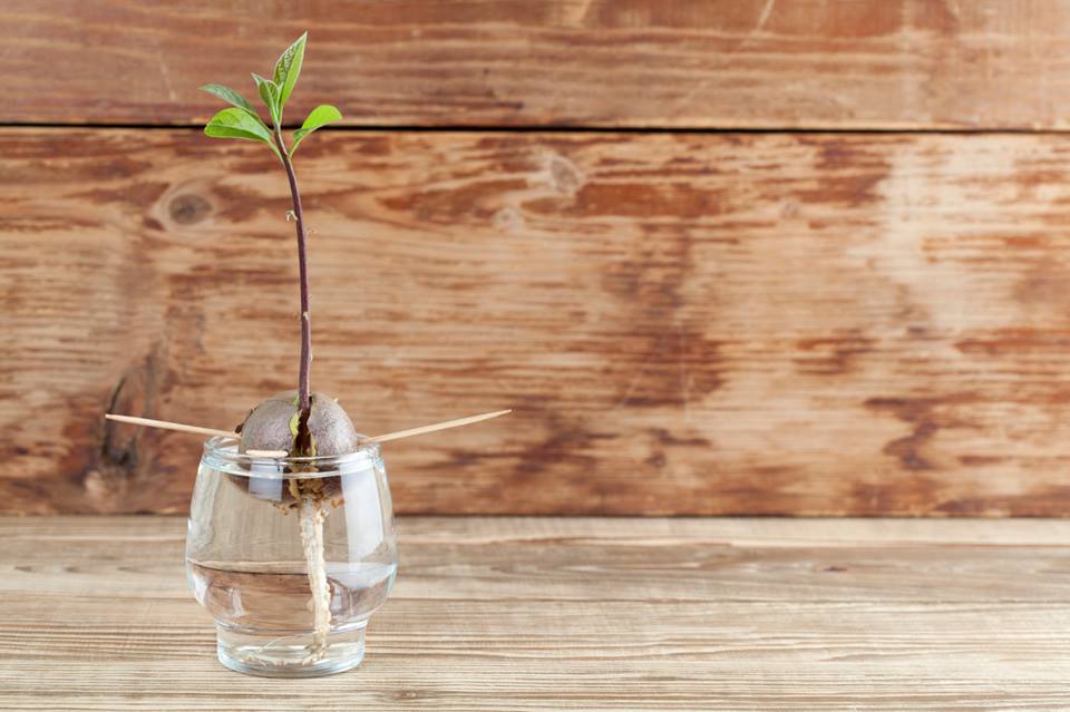 como plantar abacate a partir do caroço