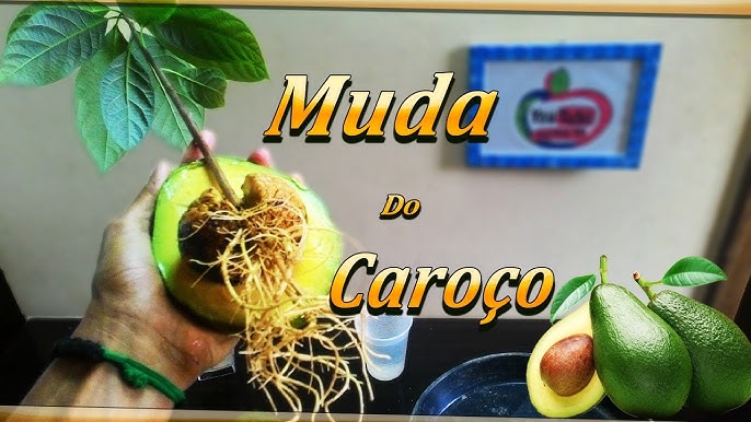 como plantar abacate a partir do caroço