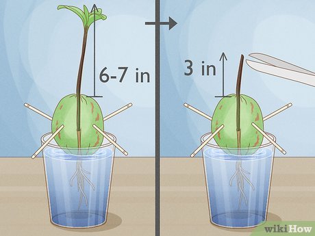 como plantar abacate a partir do caroço