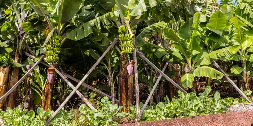 5 ideias de títulos:
1. Guia Completo: Como Plantar Banana-da-Terra do Jeito Certo
2. Os Segredos da Muda Perfeita para sua Bananeira da Terra
3. Solo