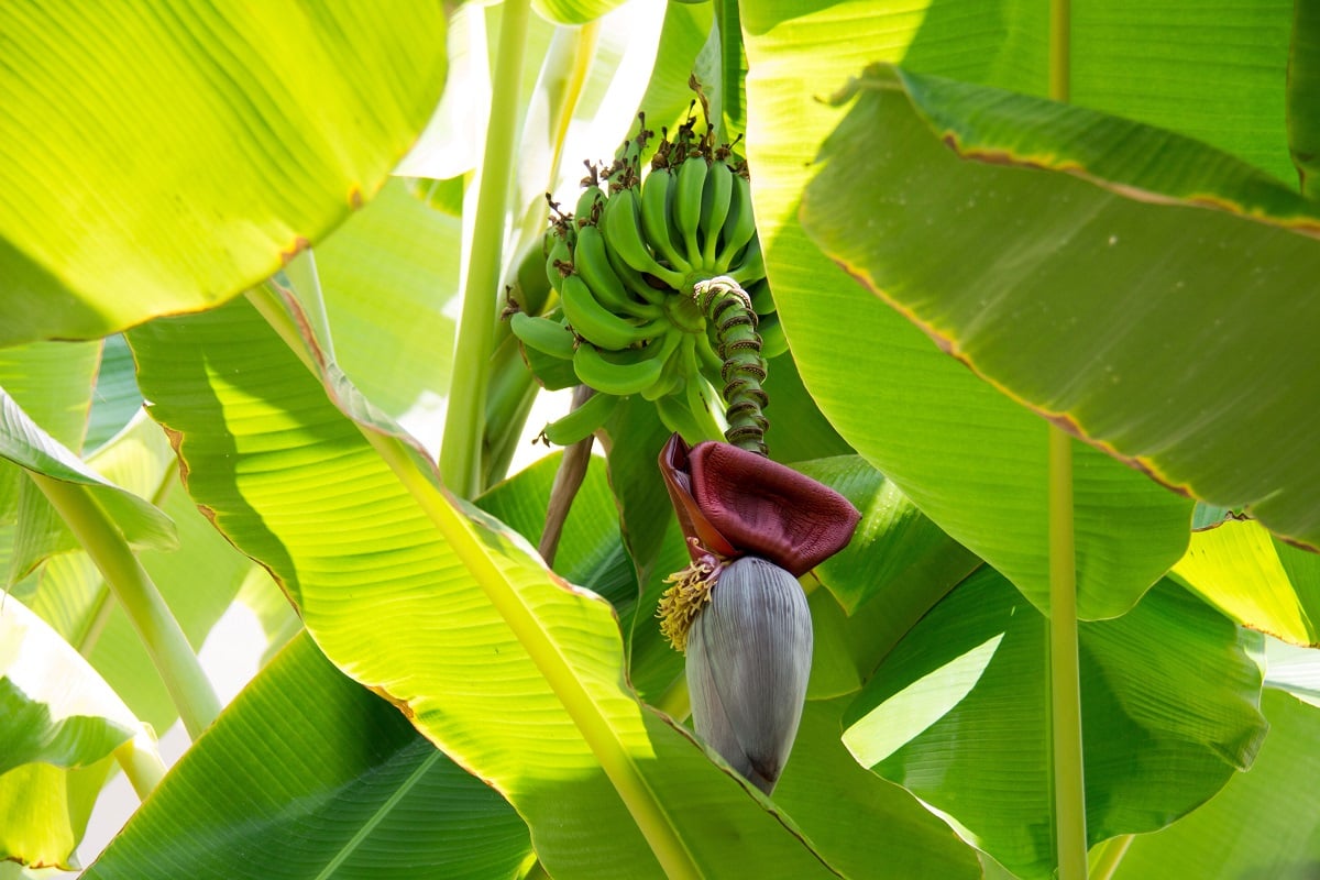 Cova e Adubação: A Base para uma Colheita Farta de Banana-da-Terra
4. Cuidados Essenciais Pós-Plantio: Rega e Manejo da Touceira de Banana-da-Terra
5. Da Plantação à Colheita: Entenda o Ciclo da Banana-da-Terra