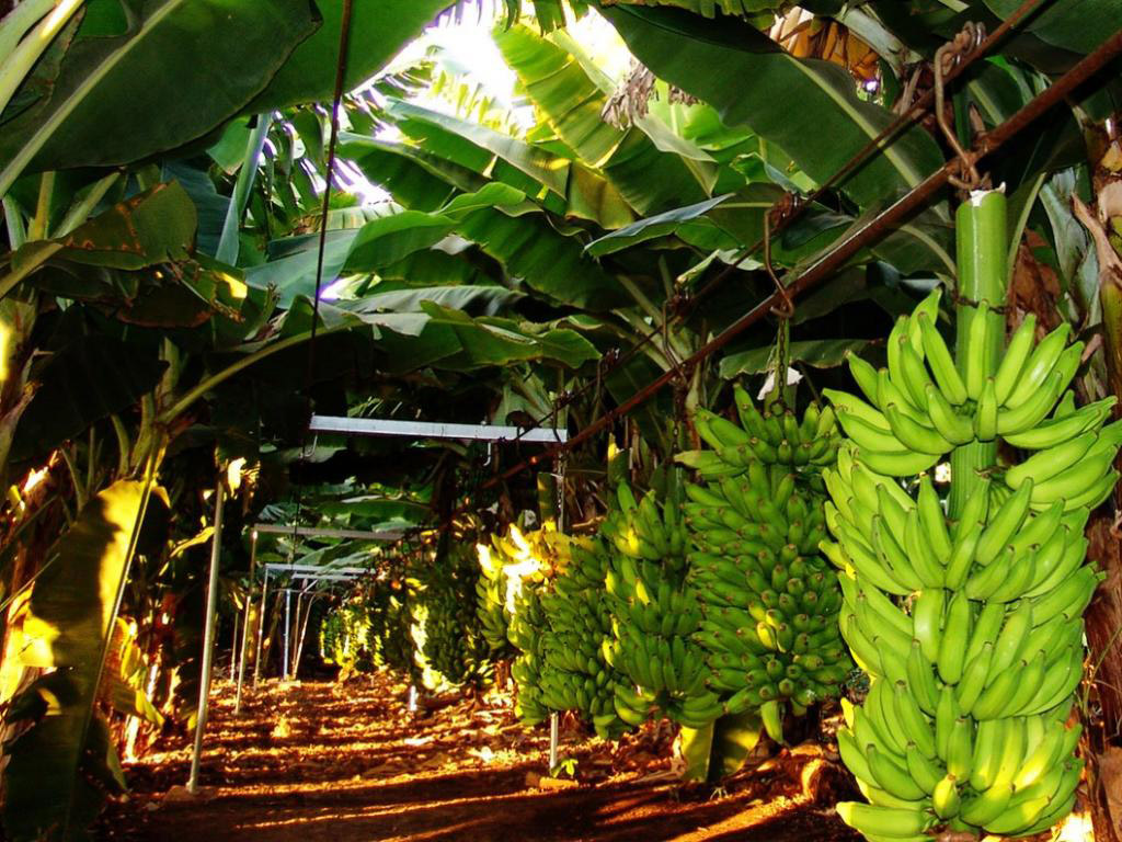 como plantar banana da terra
