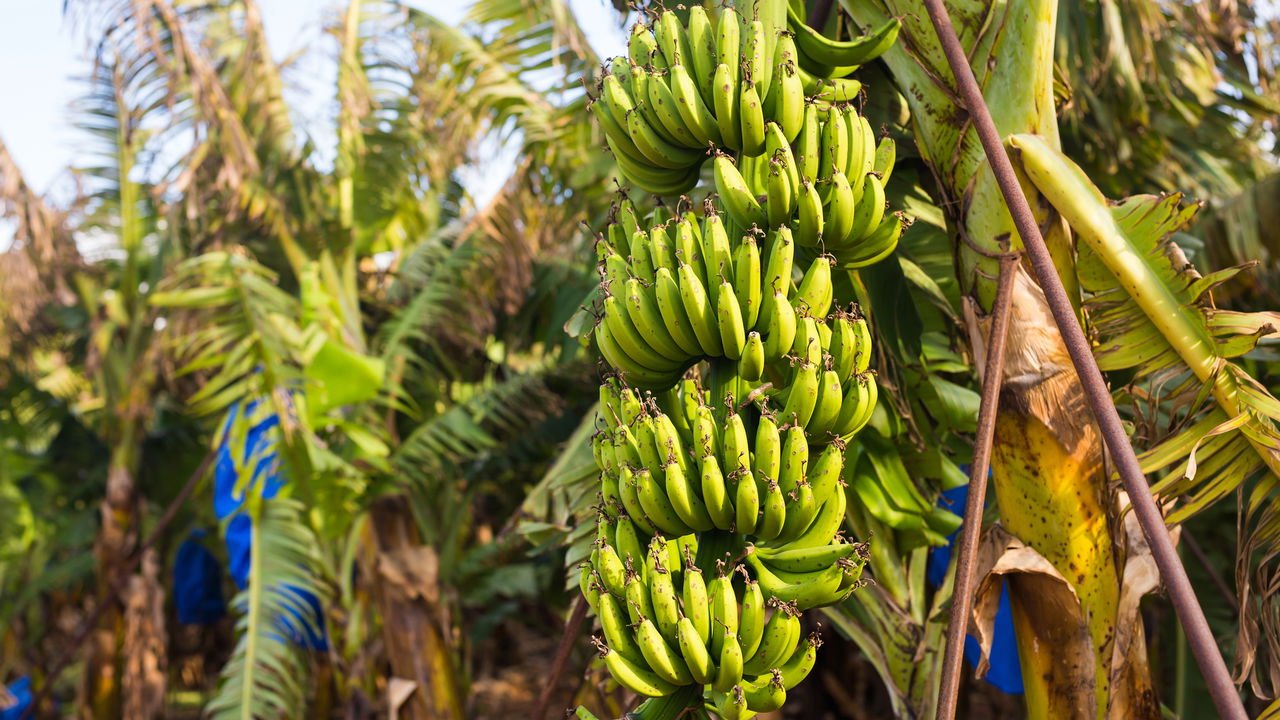 5 ideias de títulos:
1. Guia Completo: Como Plantar Banana-da-Terra do Jeito Certo
2. Os Segredos da Muda Perfeita para sua Bananeira da Terra
3. Solo