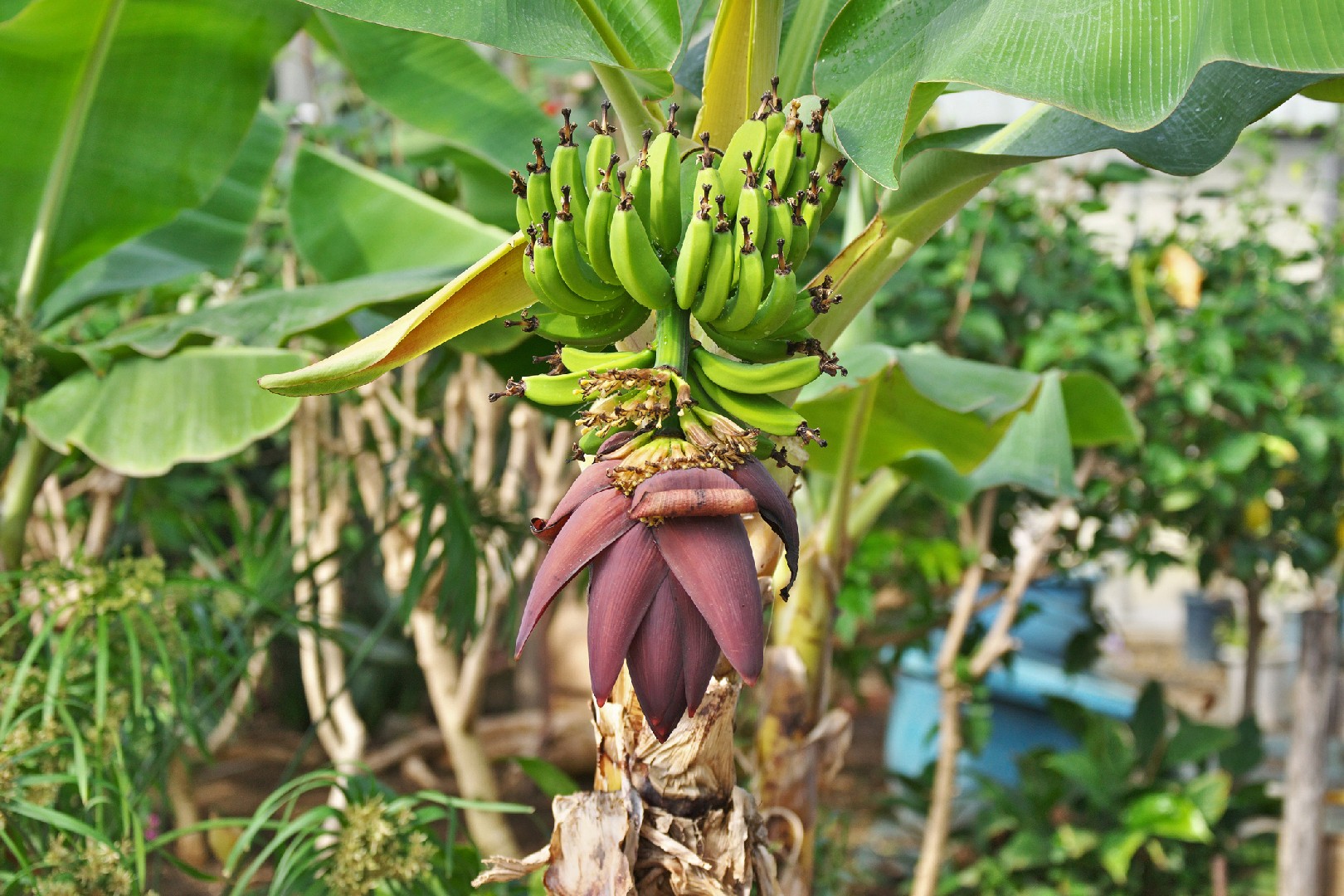 Cova e Adubação: A Base para uma Colheita Farta de Banana-da-Terra
4. Cuidados Essenciais Pós-Plantio: Rega e Manejo da Touceira de Banana-da-Terra
5. Da Plantação à Colheita: Entenda o Ciclo da Banana-da-Terra