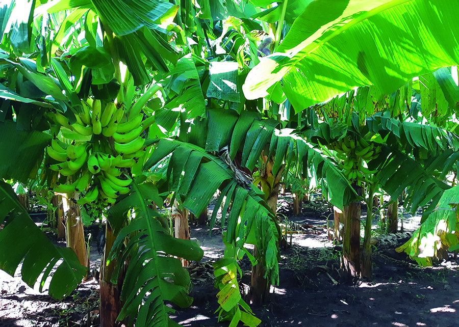 como plantar banana da terra