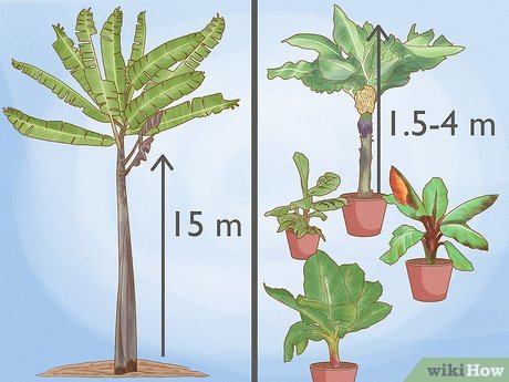 5 ideias de títulos:
1. Guia Completo: Como Plantar Banana-da-Terra do Jeito Certo
2. Os Segredos da Muda Perfeita para sua Bananeira da Terra
3. Solo