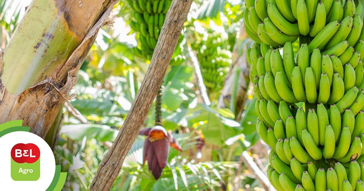 Cova e Adubação: A Base para uma Colheita Farta de Banana-da-Terra
4. Cuidados Essenciais Pós-Plantio: Rega e Manejo da Touceira de Banana-da-Terra
5. Da Plantação à Colheita: Entenda o Ciclo da Banana-da-Terra