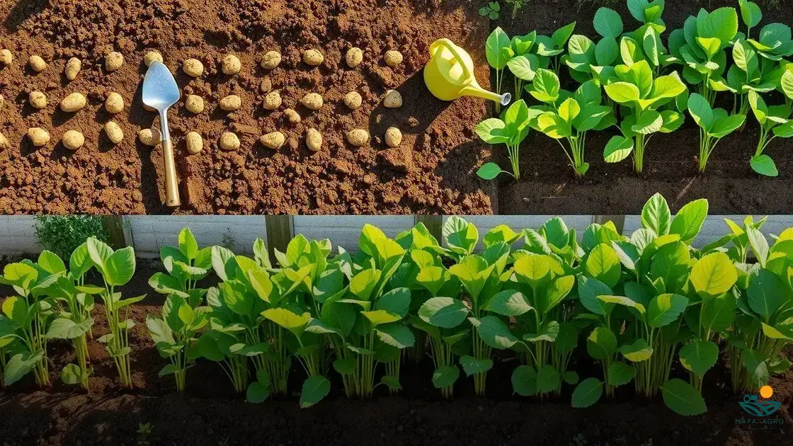 como plantar batata baroa