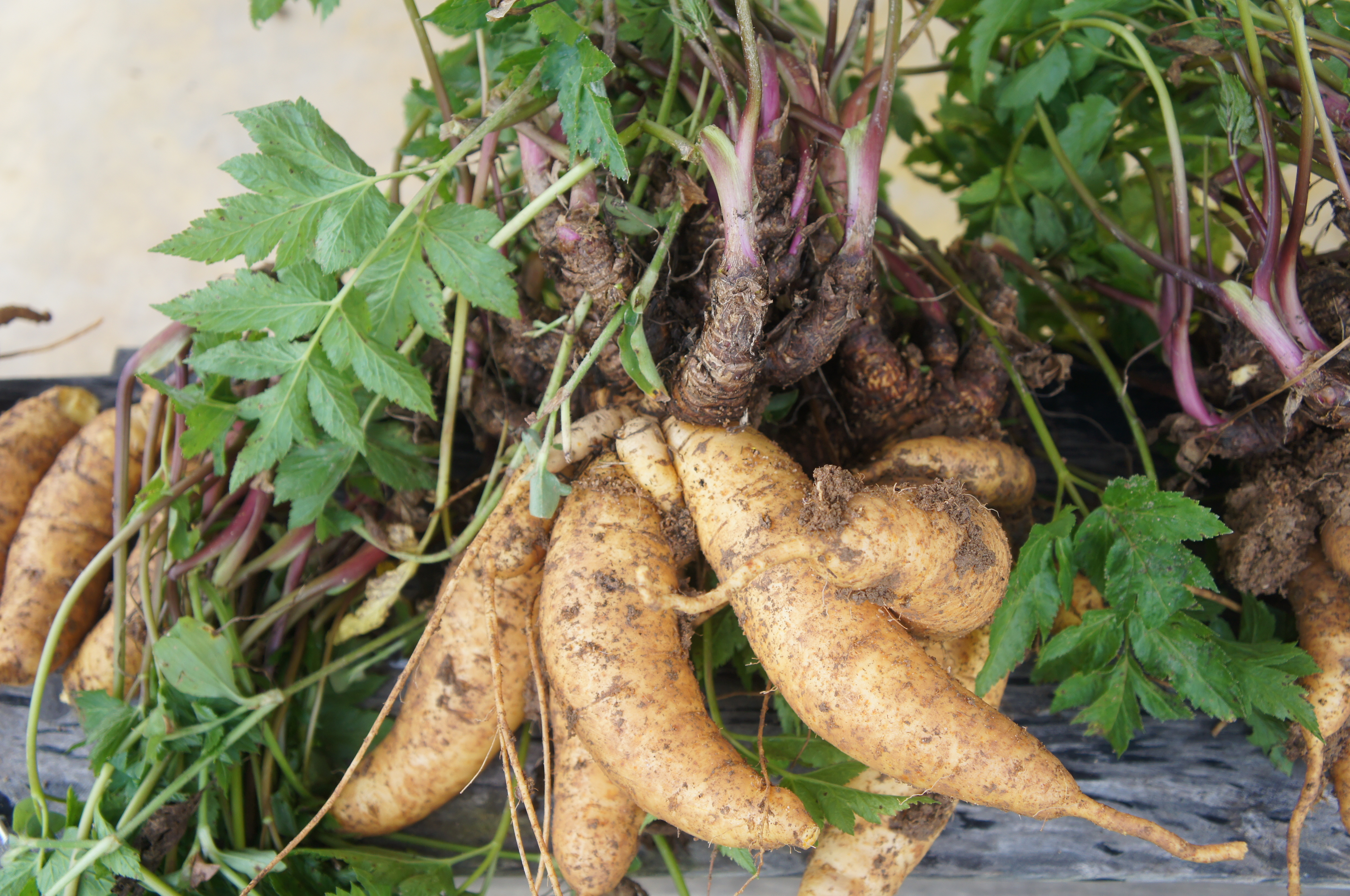 Guia Completo: Como Plantar Mandioquinha Salsa em Casa