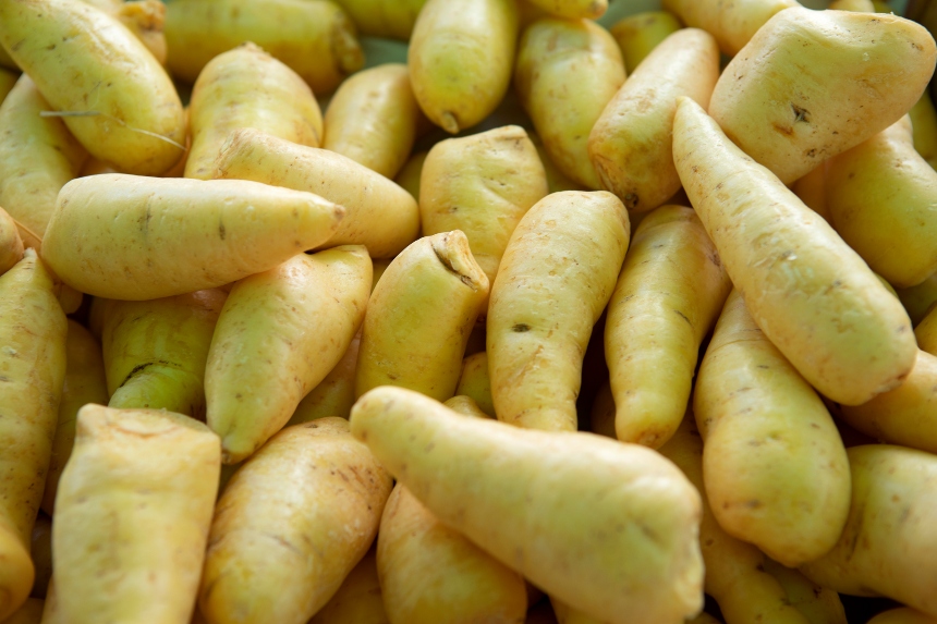 Batata-Baroa: Do Plantio à Colheita em 10 Meses