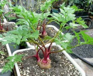 como plantar batata baroa