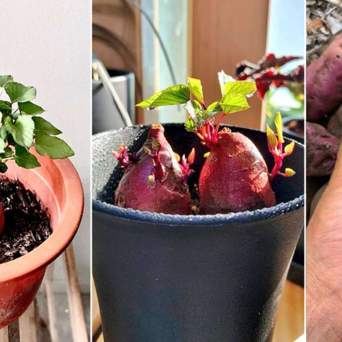 como plantar batata-doce em vaso
