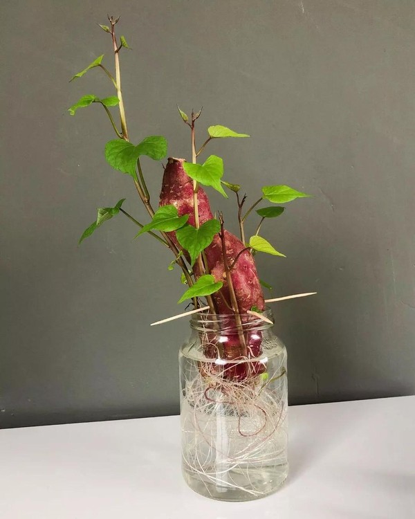 produzir batata doce em casa