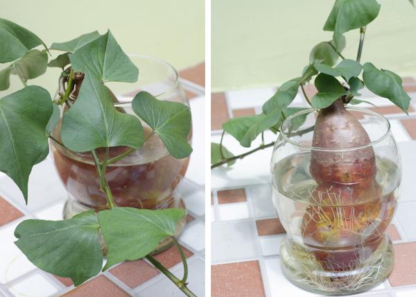 como plantar batata-doce em vaso