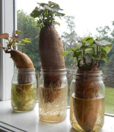 como plantar batata-doce em vaso