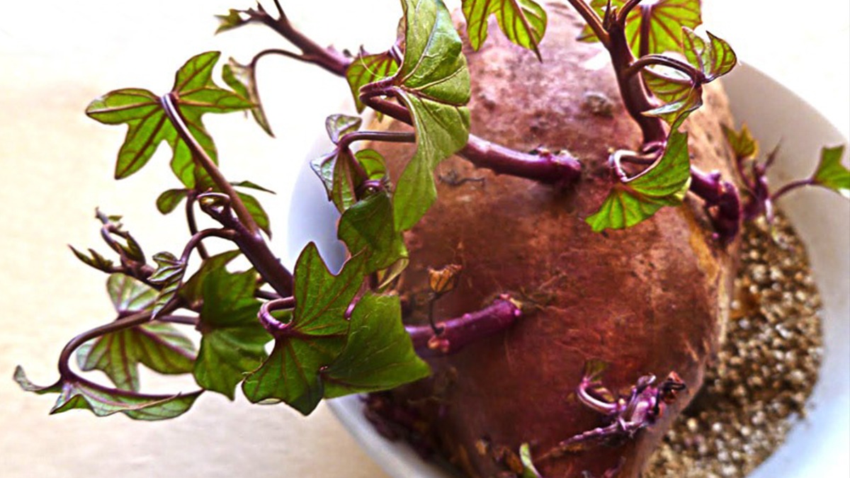 cultivo de tubérculos em recipiente