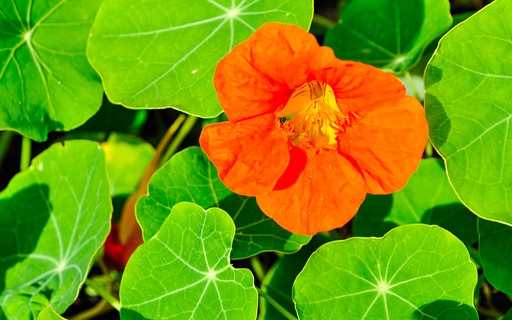 como plantar capuchinha flores comestíveis