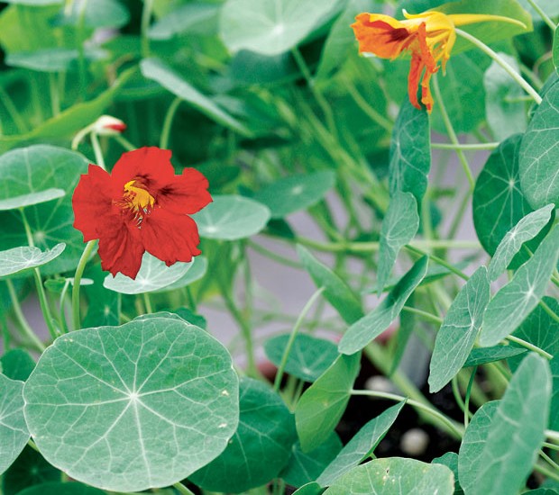 Capuchinha: 5 Receitas Deliciosas com a Flor Comestível