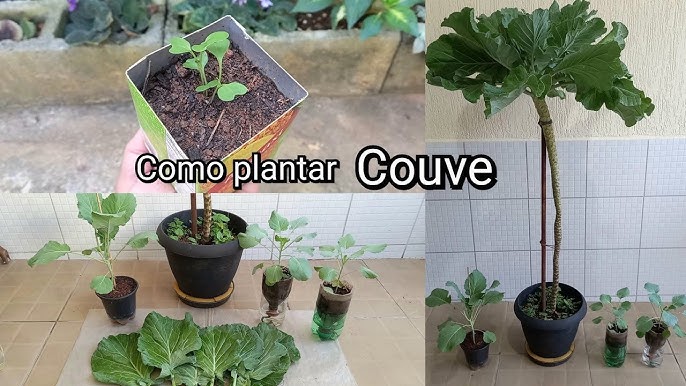 como plantar couve em vaso