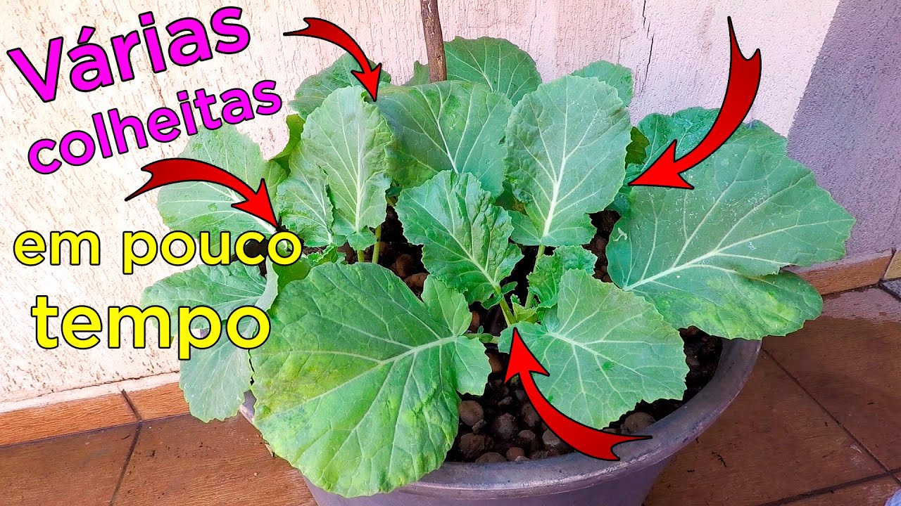 como plantar couve em vaso