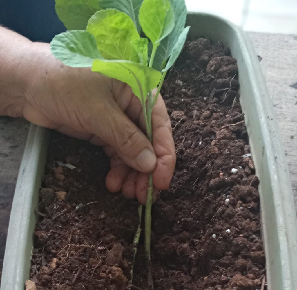 como plantar couve em vaso