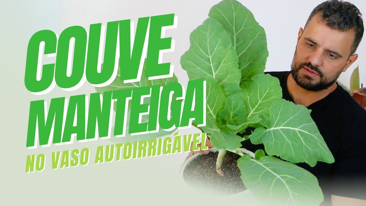 como plantar couve em vaso
